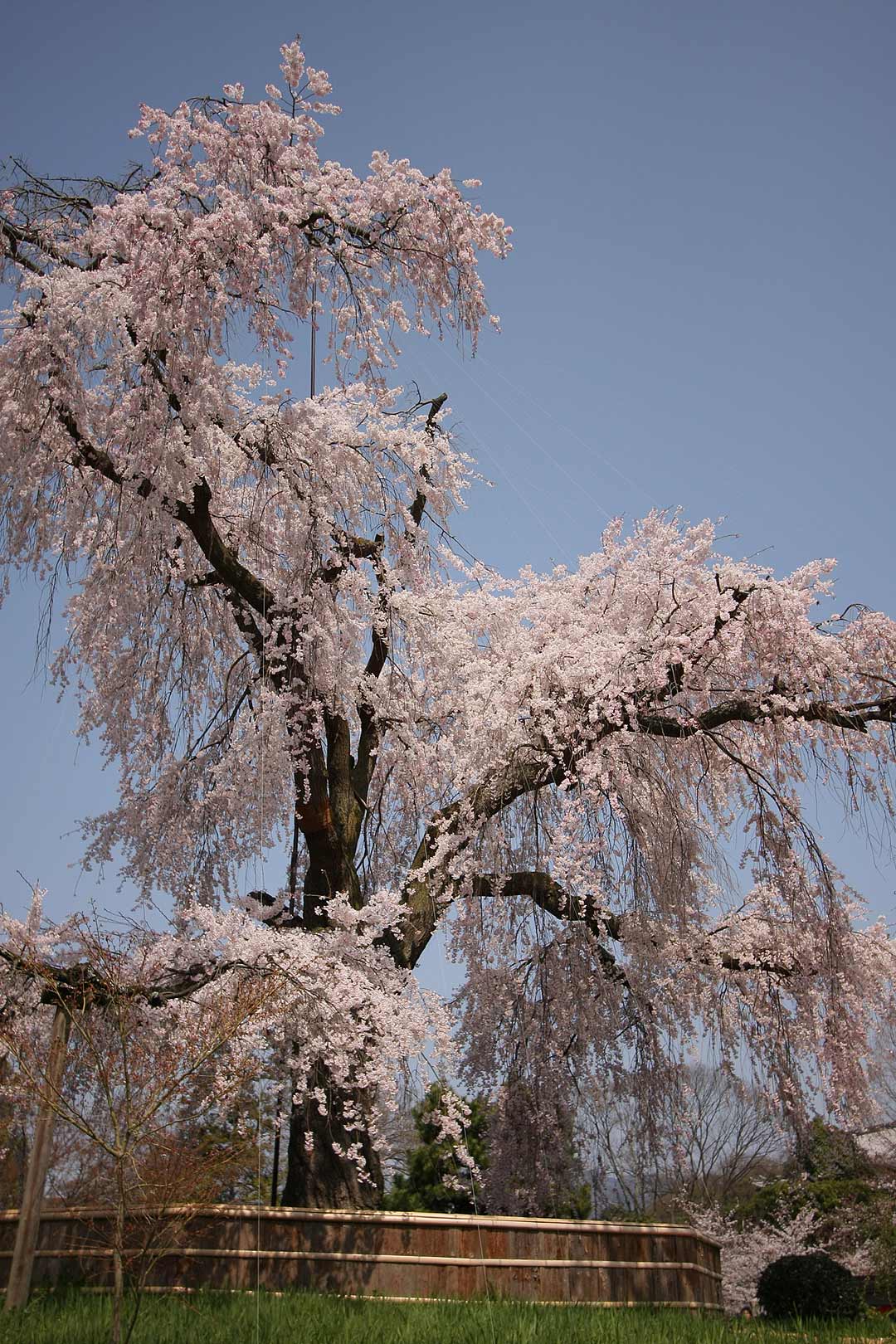円山公園 桜_a0003166_22332126.jpg