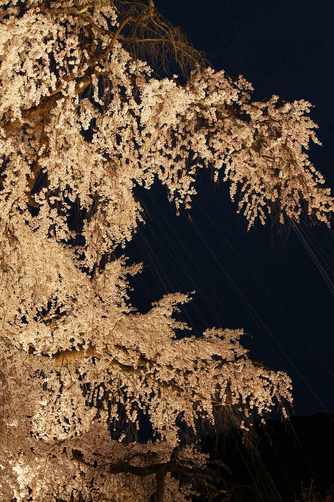 円山公園 桜_a0003166_22332461.jpg