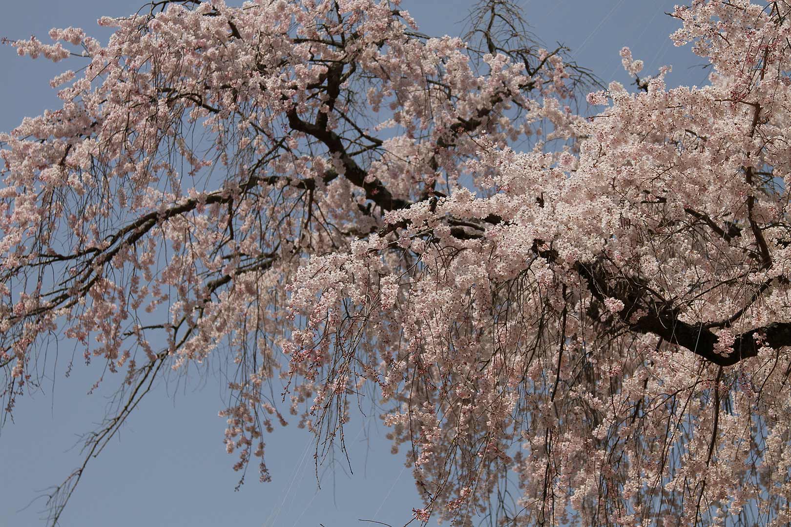 円山公園 桜_a0003166_22332756.jpg
