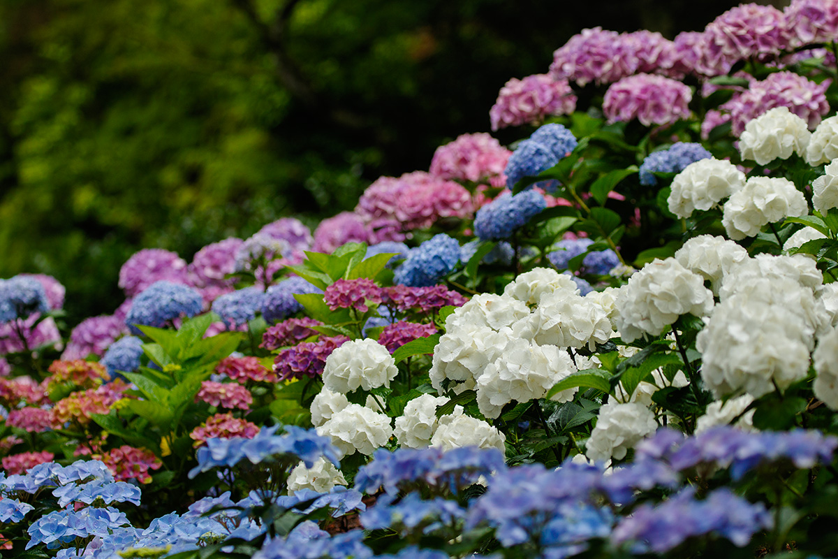 三室戸寺 アジサイ_a0003166_2234482.jpg
