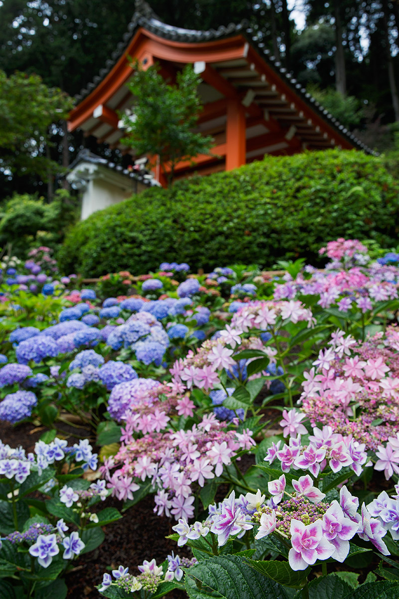三室戸寺 アジサイ_a0003166_2234488.jpg