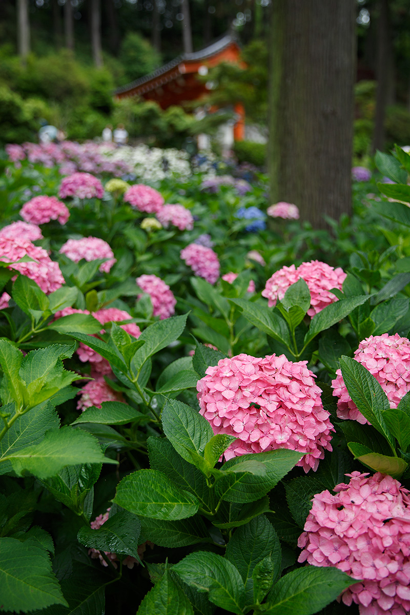 三室戸寺 アジサイ_a0003166_2234562.jpg