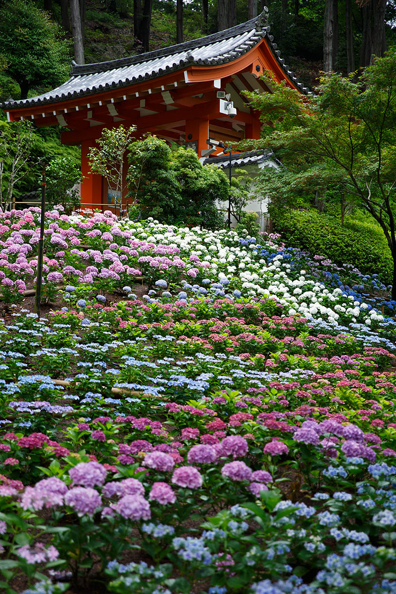 三室戸寺 アジサイ_a0003166_2234743.jpg
