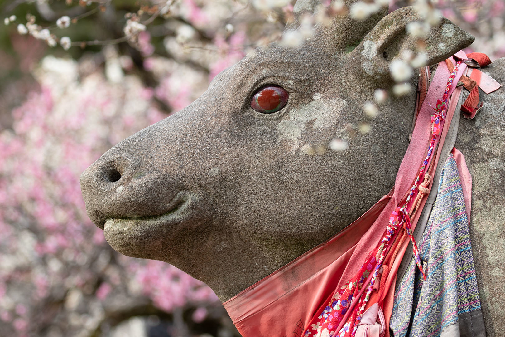 牛 梅 （北野天満宮）_a0003166_22350544.jpg
