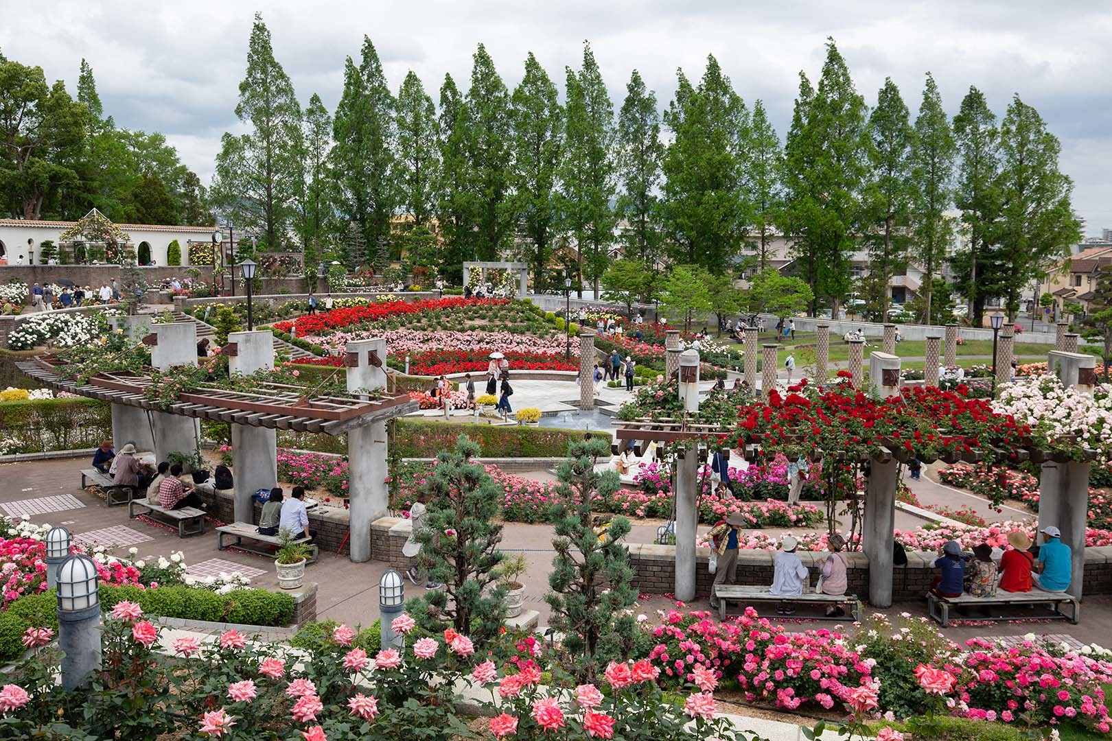 バラ （荒牧バラ公園）_a0003166_22350881.jpg
