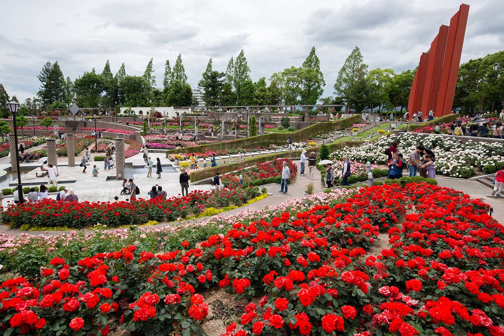 バラ （荒牧バラ公園）_a0003166_22353085.jpg
