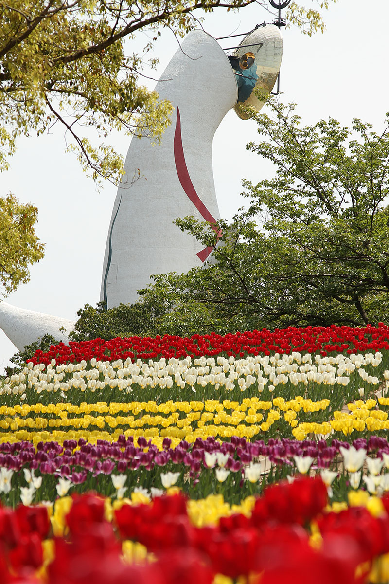 チューリップ （万博公園）_a0003166_22353352.jpg
