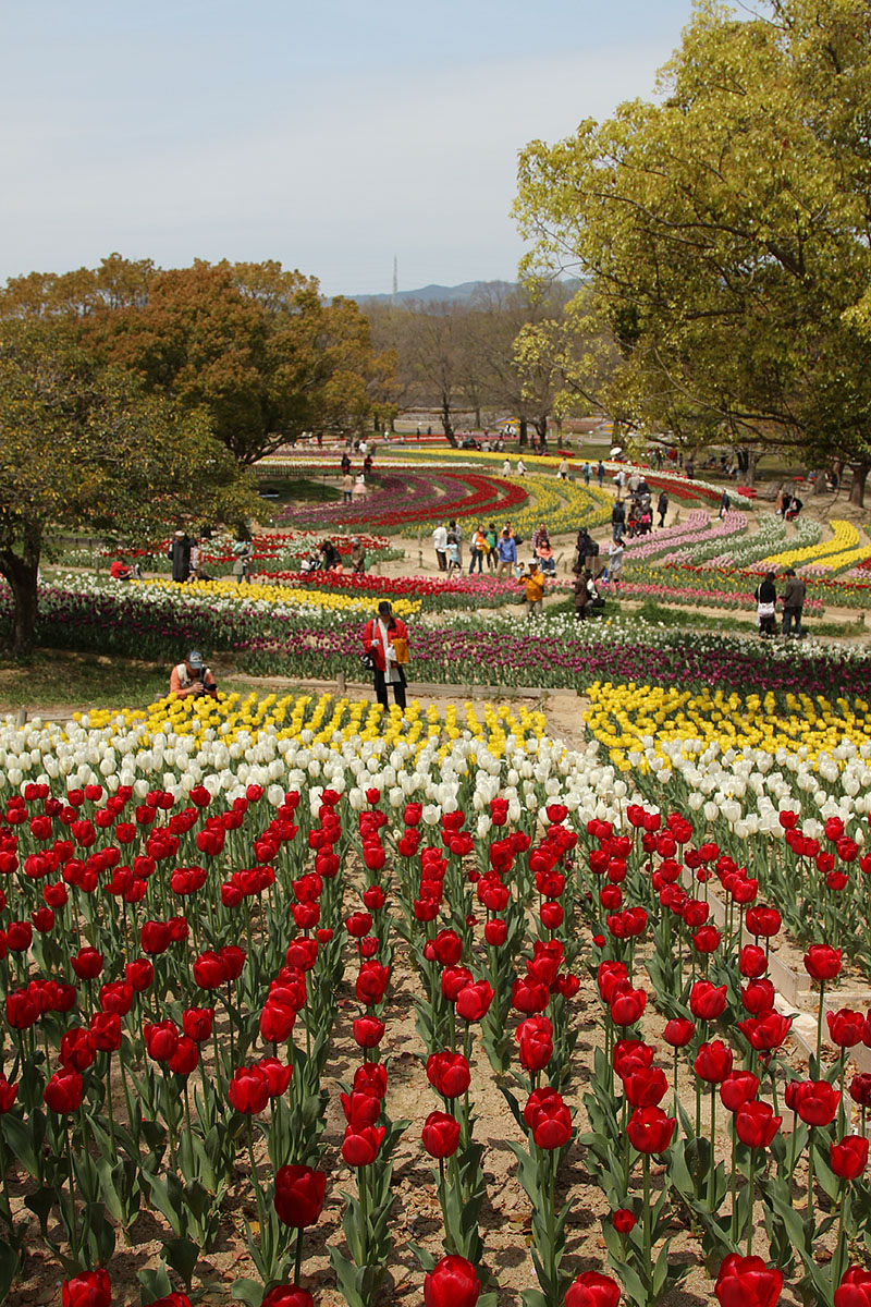 チューリップ （万博公園）_a0003166_22353681.jpg