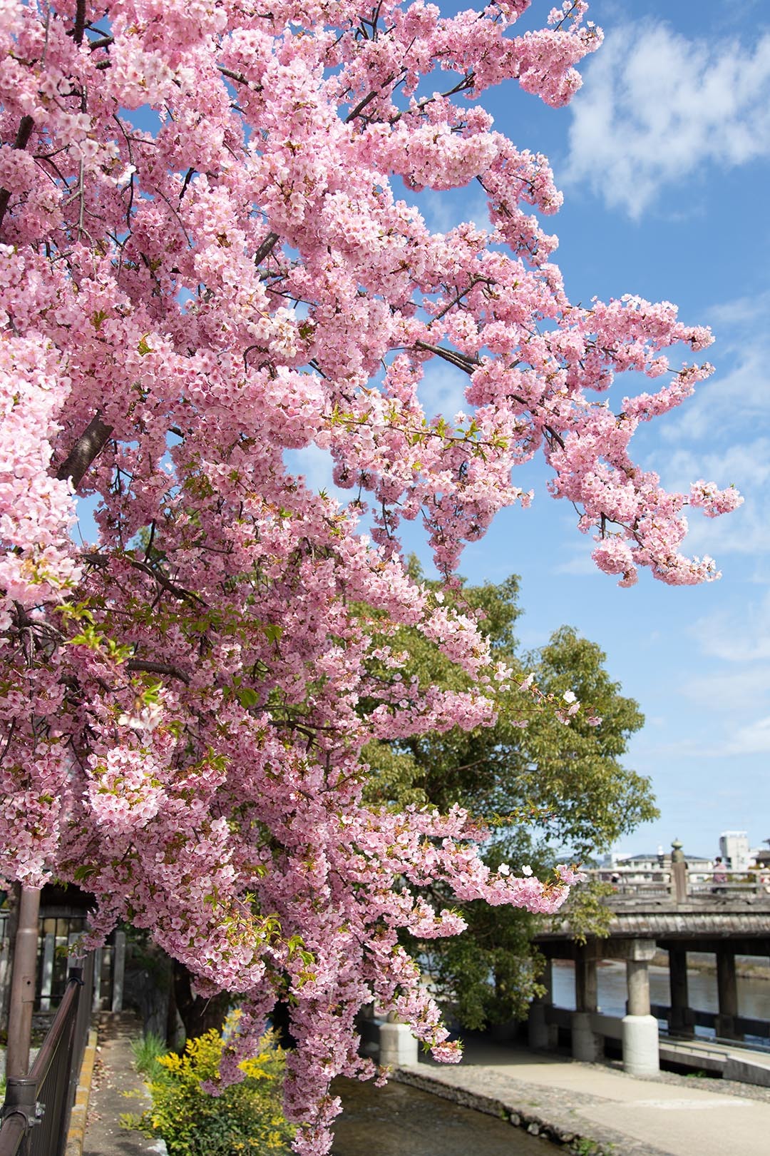桜（京都 三条）_a0003166_22361241.jpg