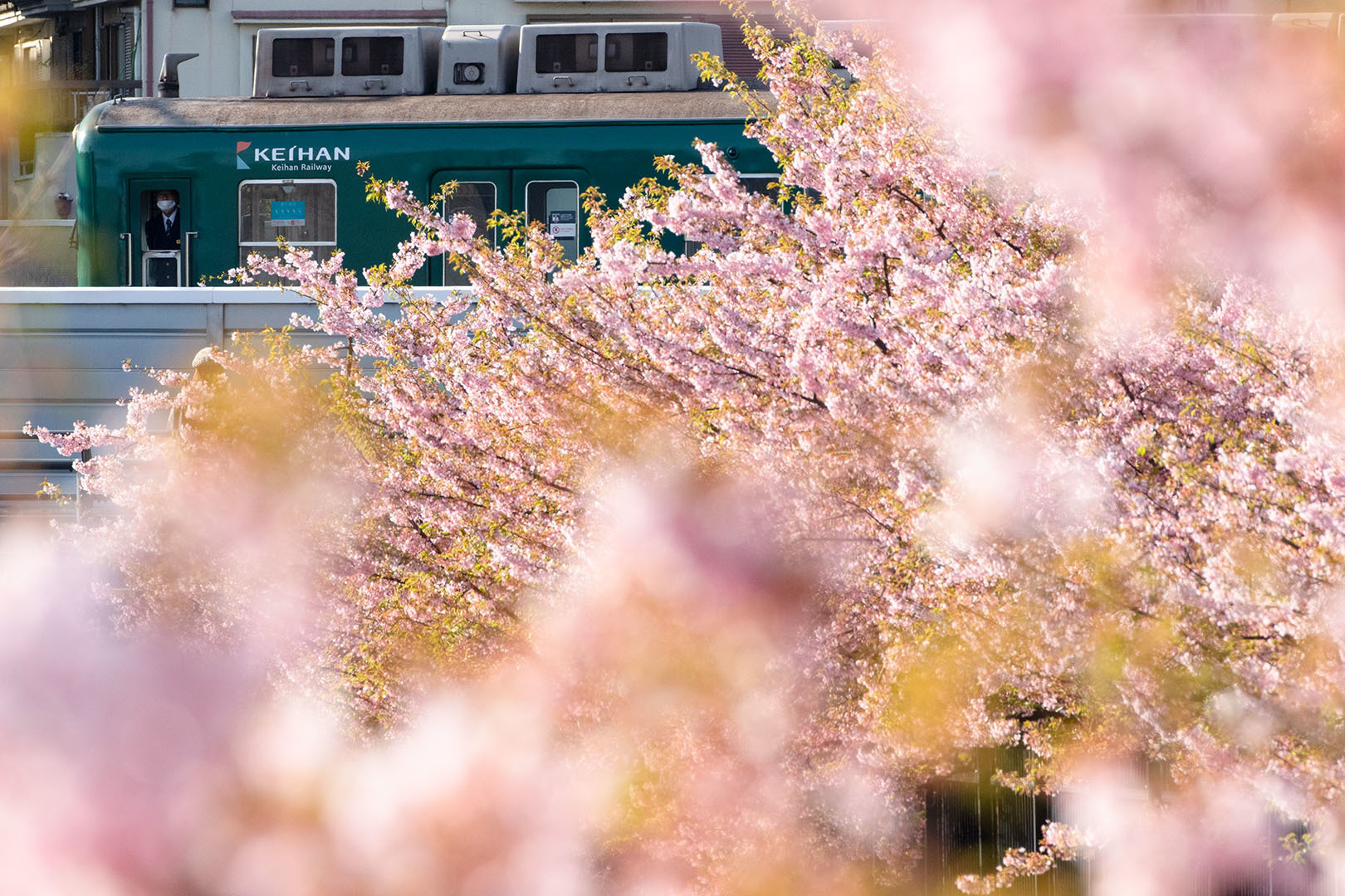 淀 河津桜_a0003166_22373551.jpg