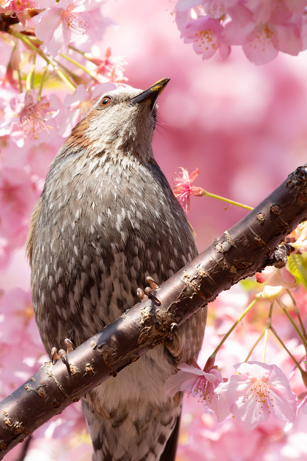 淀 河津桜_a0003166_22374716.jpg