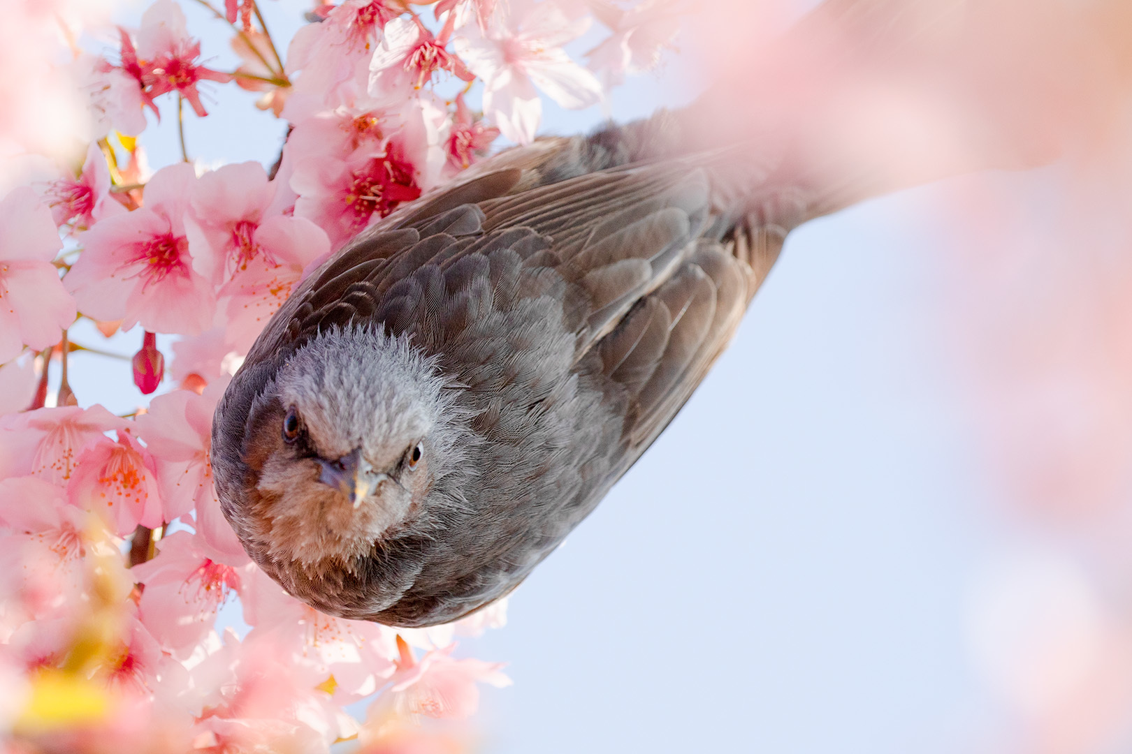淀 河津桜_a0003166_22374763.jpg