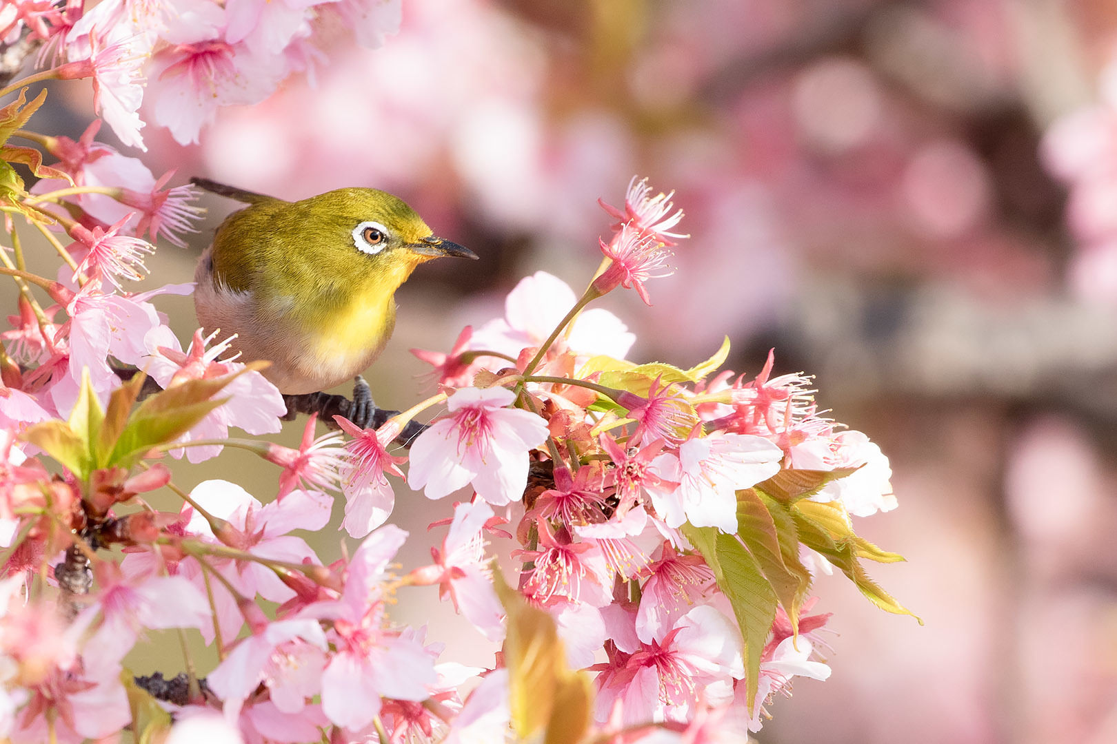 淀 河津桜_a0003166_22375431.jpg