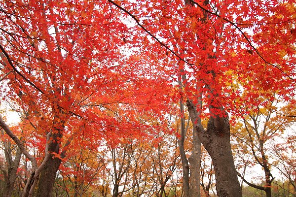 もみじ_a0003166_22384615.jpg