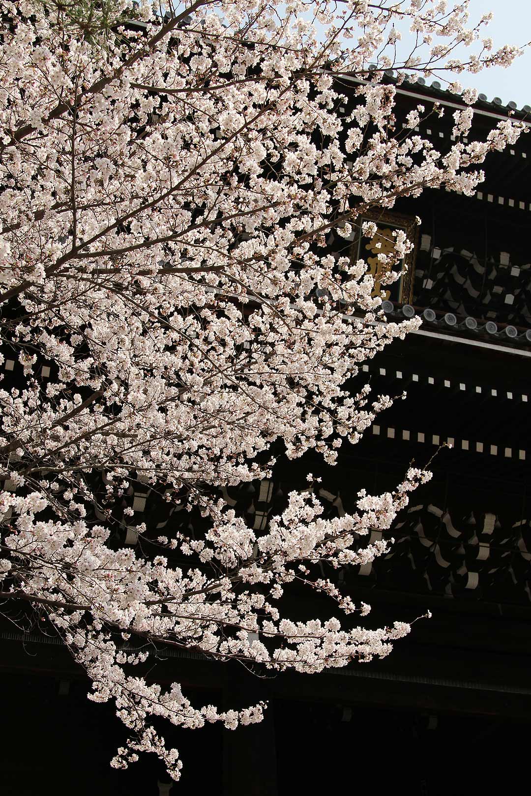 知恩院、南禅寺、哲学の道_a0003166_2239635.jpg