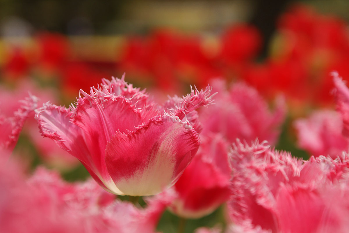 チューリップ （万博公園）_a0003166_22415579.jpg
