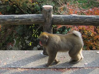 箕面の滝ともみじと猿_a0003166_224178.jpg