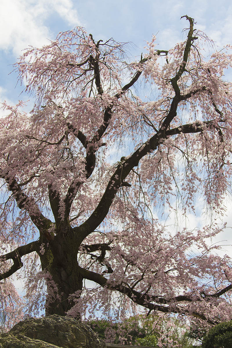 桜 （京都）_a0003166_22432478.jpg