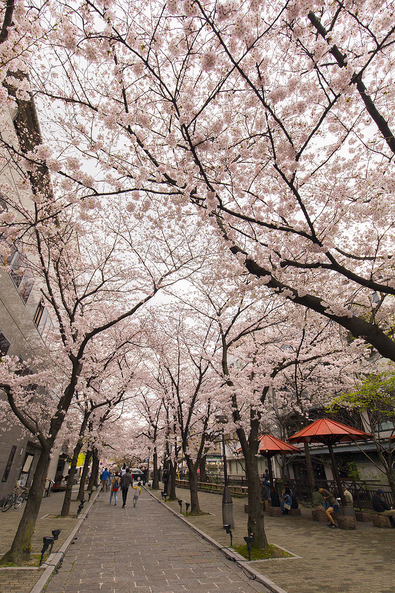 桜 （京都）_a0003166_22432936.jpg