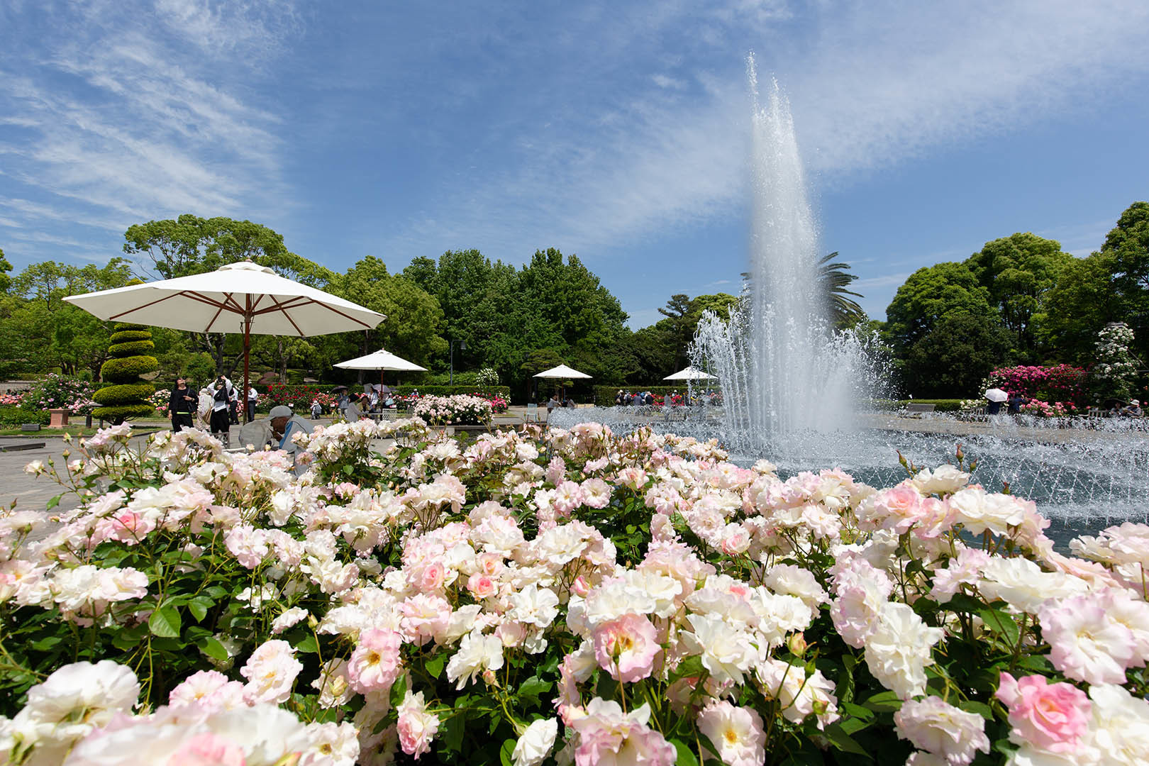 須磨離宮公園 バラなど_a0003166_22445545.jpg