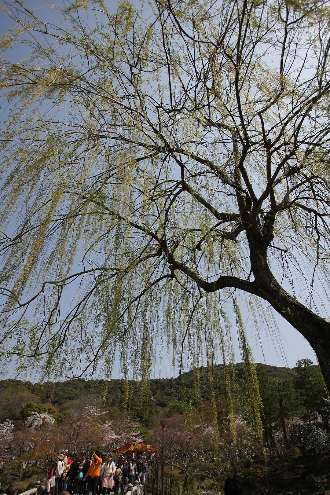 円山公園 桜_a0003166_22453530.jpg