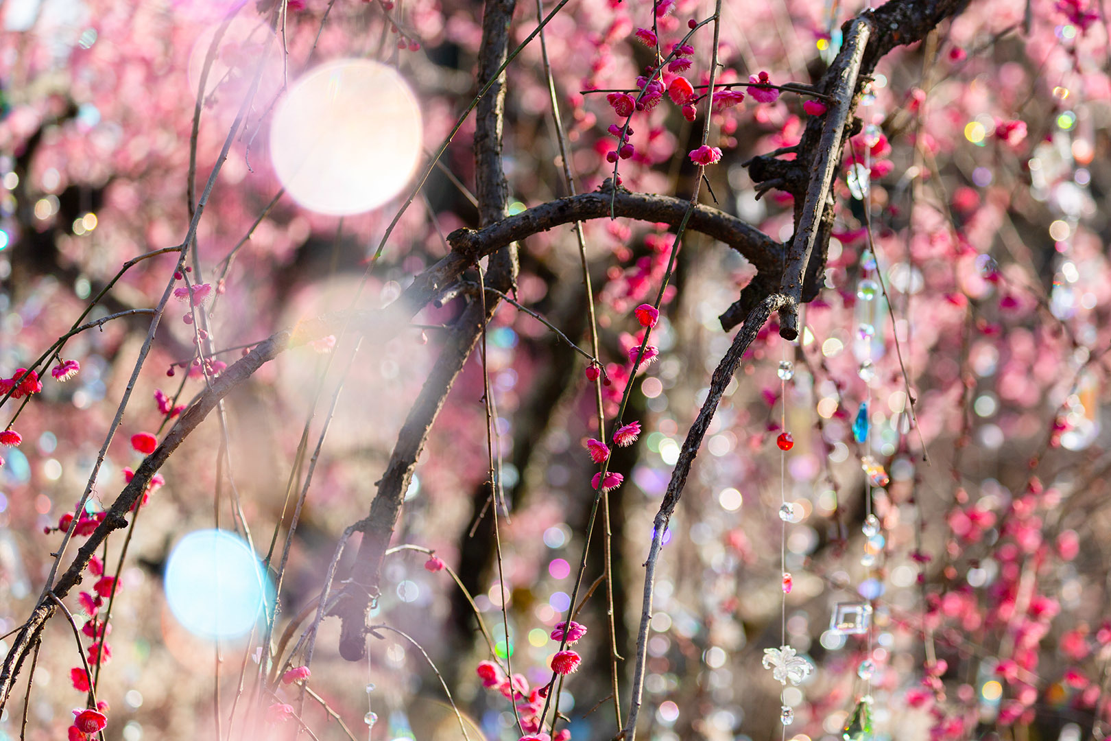 梅（北野天満宮 KYOTO NIPPON FESTIVAL 2026）_a0003166_22460815.jpg