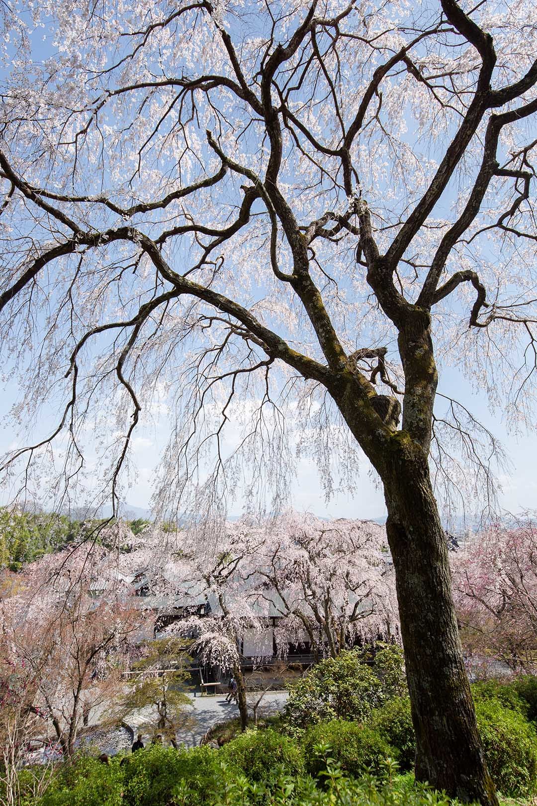 天龍寺 桜_a0003166_22461833.jpg