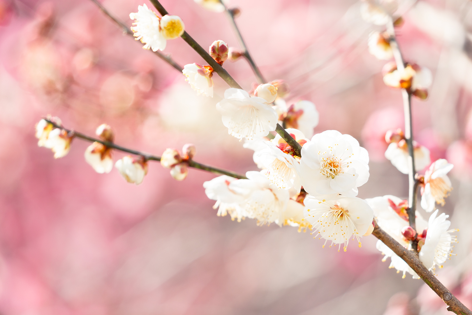 梅（北野天満宮 KYOTO NIPPON FESTIVAL 2026）_a0003166_22462123.jpg