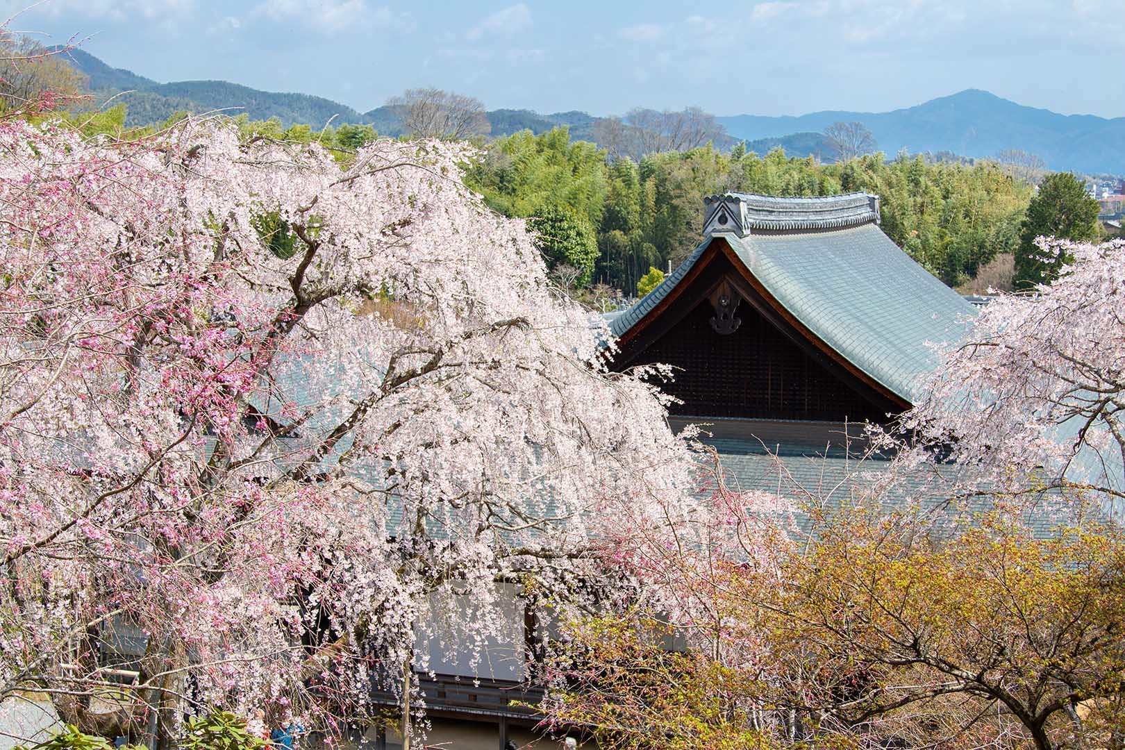 天龍寺 桜_a0003166_22462233.jpg