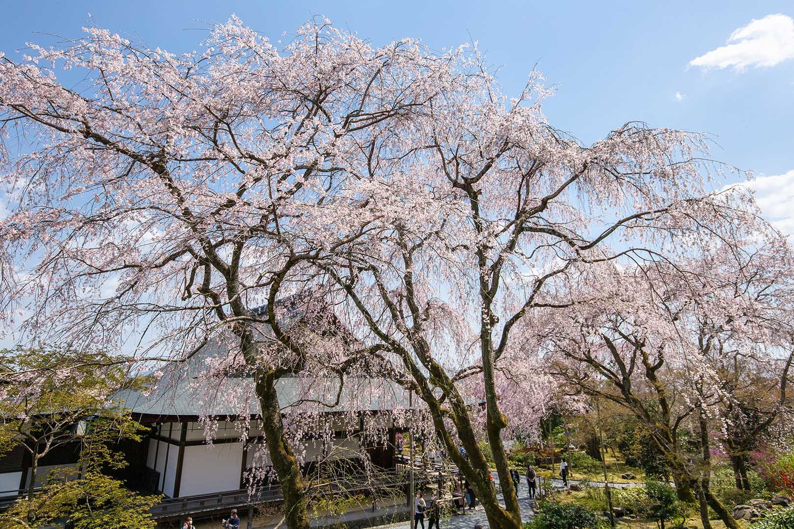 天龍寺 桜_a0003166_22462801.jpg