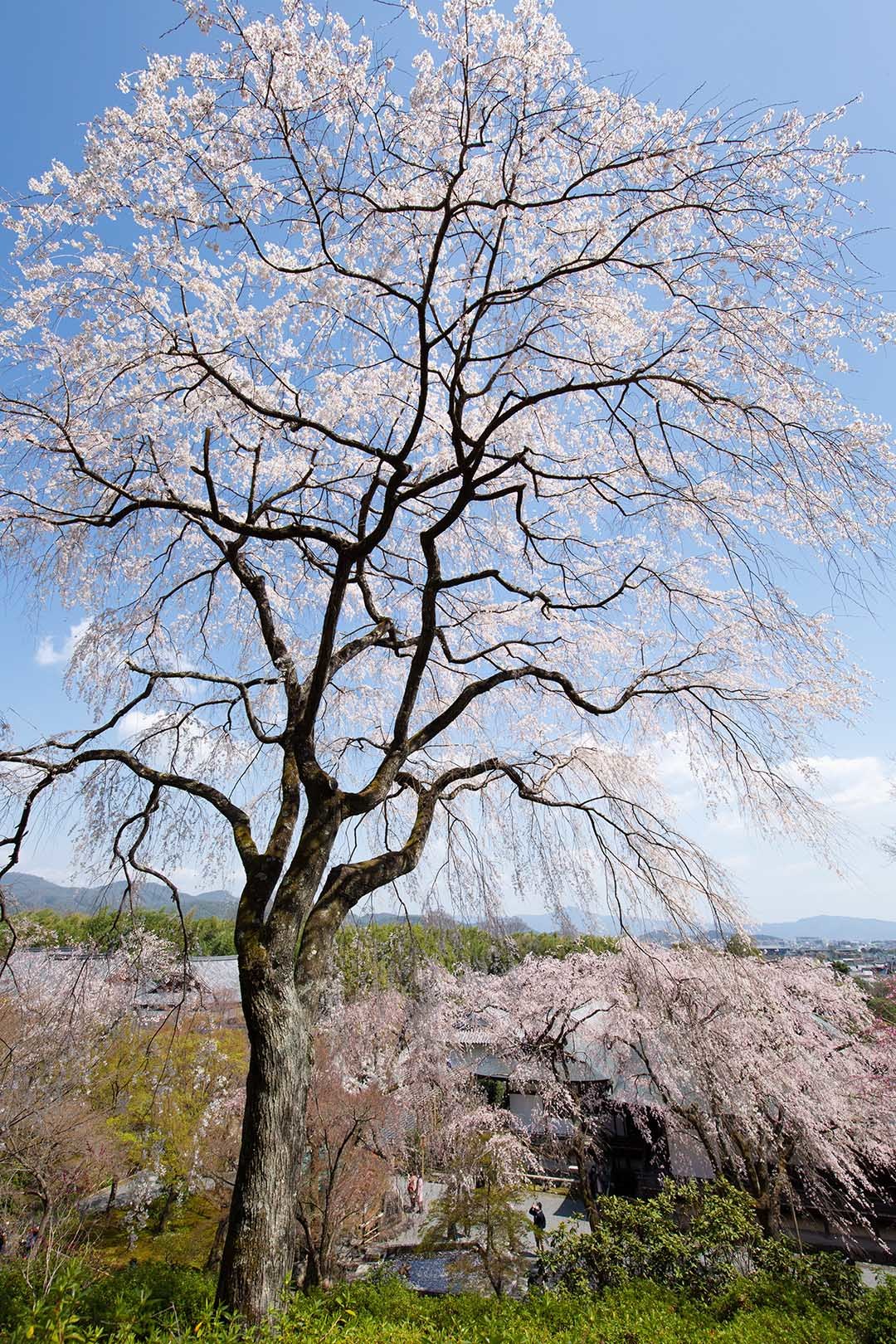 天龍寺 桜_a0003166_22462820.jpg