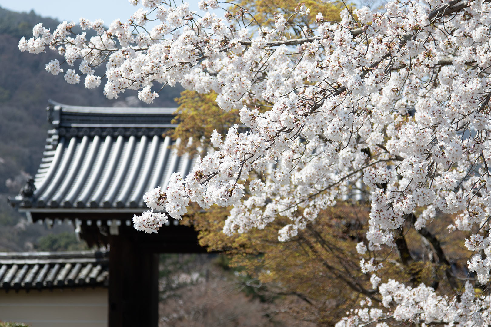 天龍寺 桜_a0003166_22462893.jpg