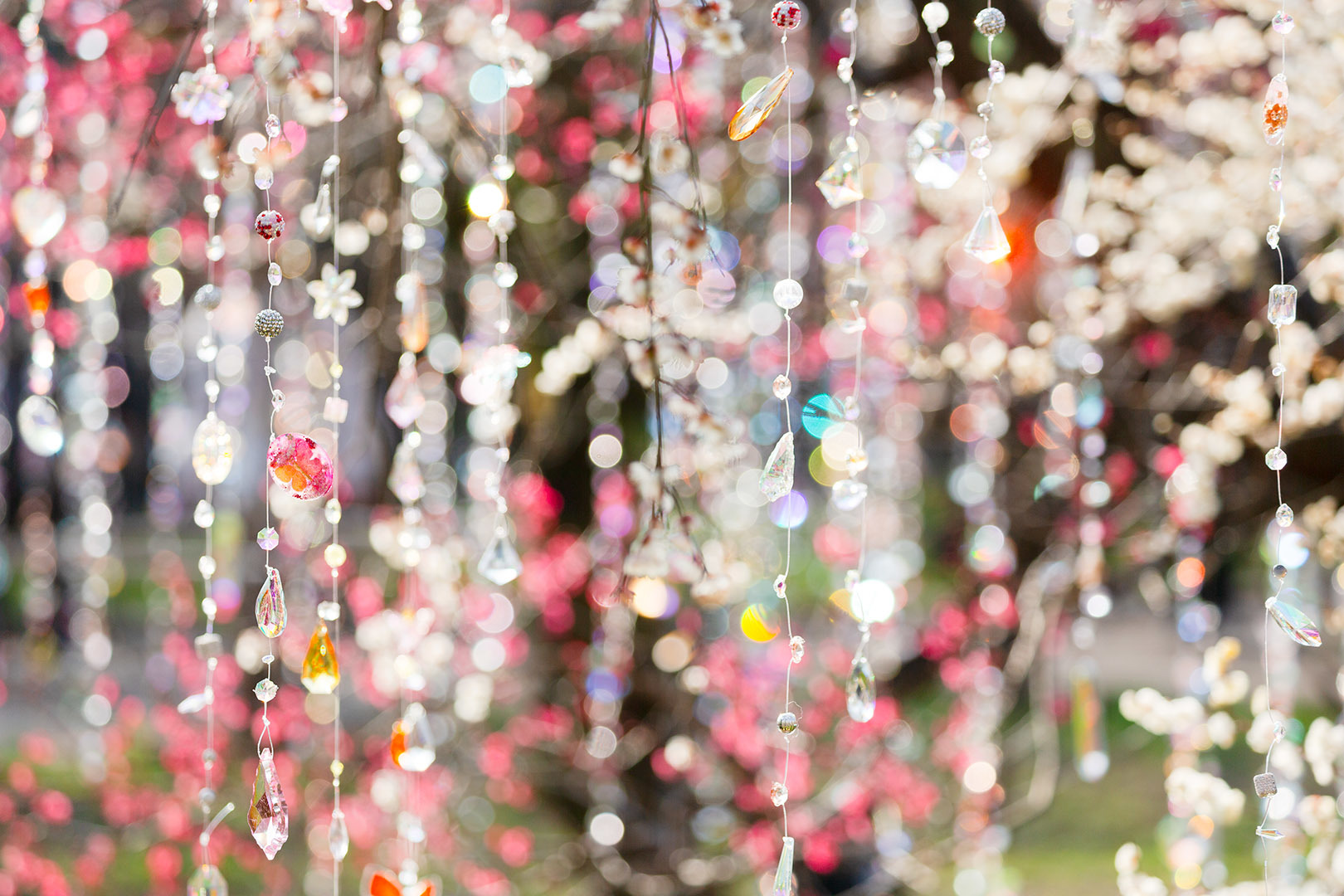 梅（北野天満宮 KYOTO NIPPON FESTIVAL 2026）_a0003166_22463328.jpg