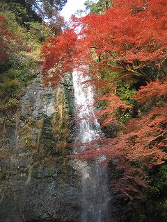 もみじ_a0003166_22463517.jpg