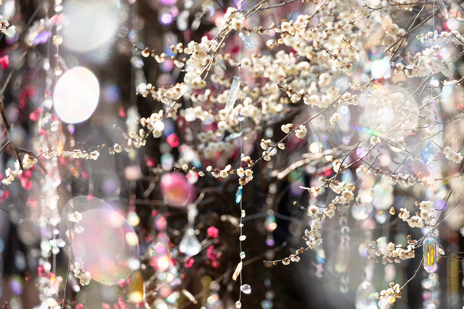 梅（北野天満宮 KYOTO NIPPON FESTIVAL 2026）_a0003166_22473018.jpg