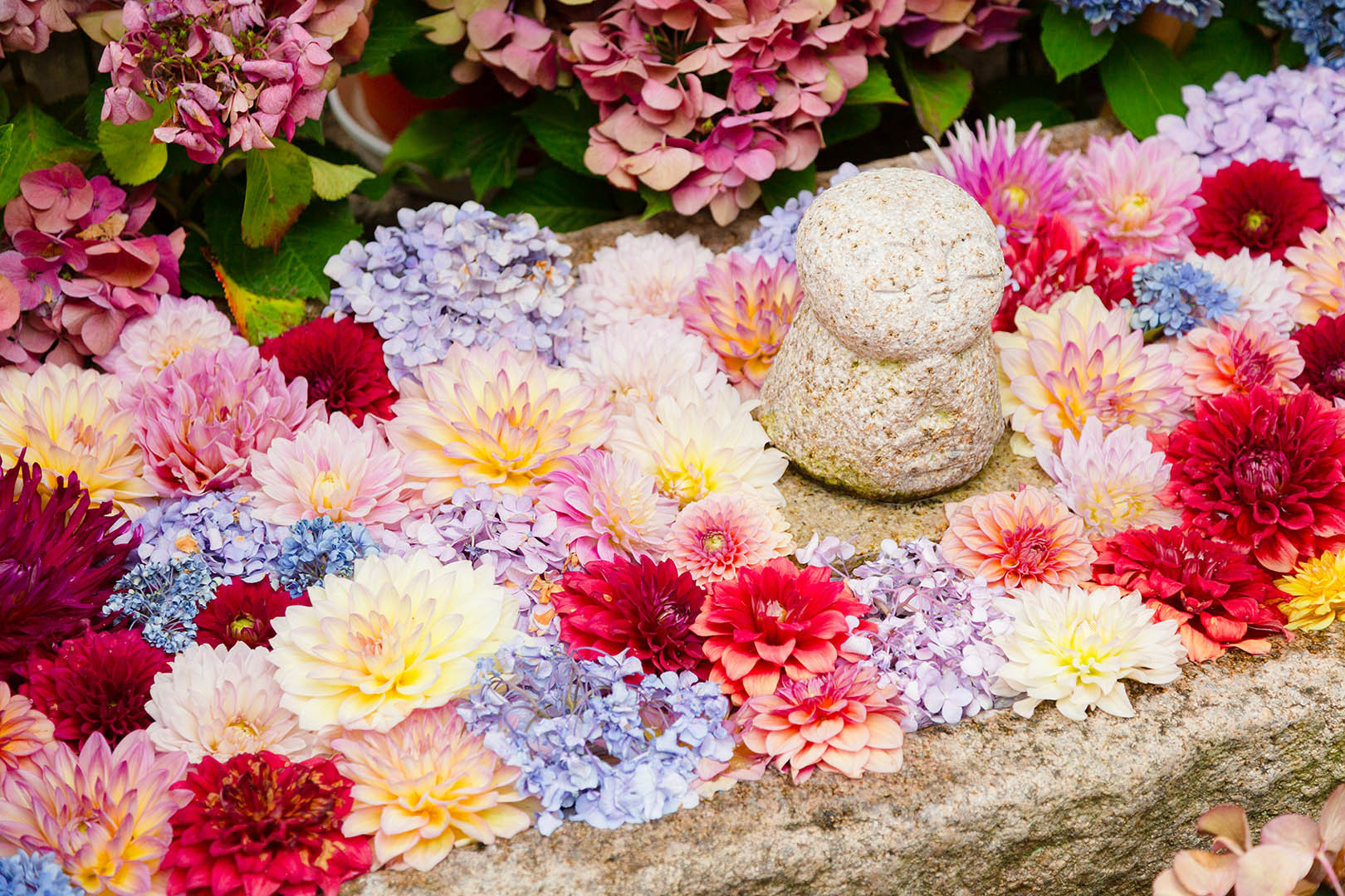 花（岡寺）_a0003166_22473818.jpg