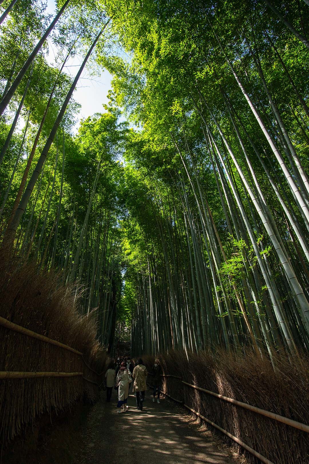 嵐山_a0003166_22481435.jpg