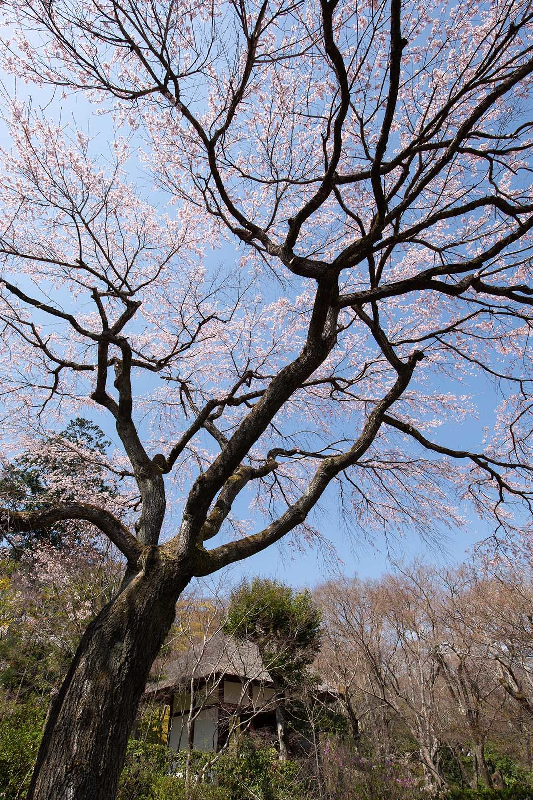 嵐山_a0003166_22481494.jpg
