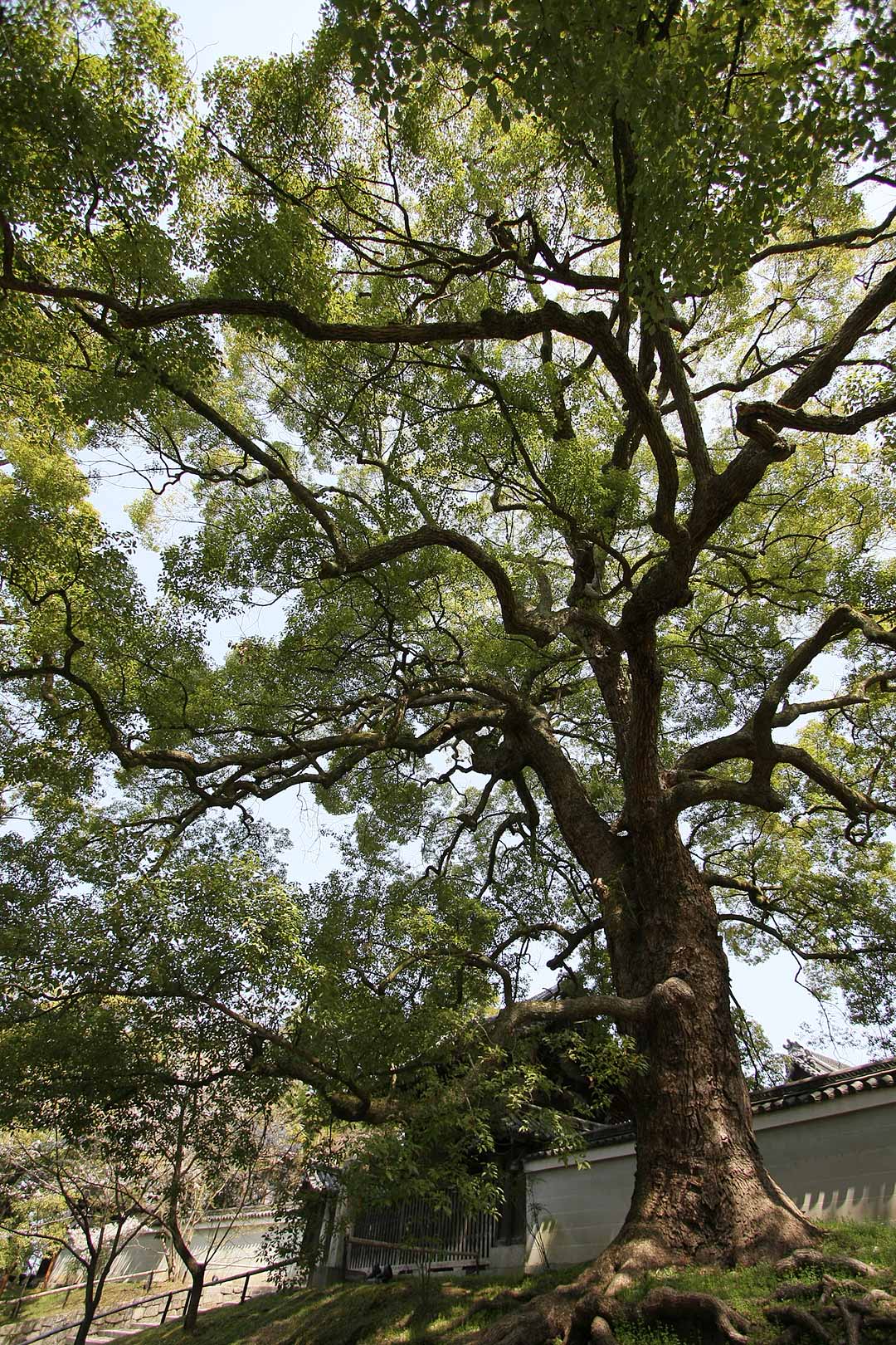 木 （青蓮院門跡の前）_a0003166_22483116.jpg