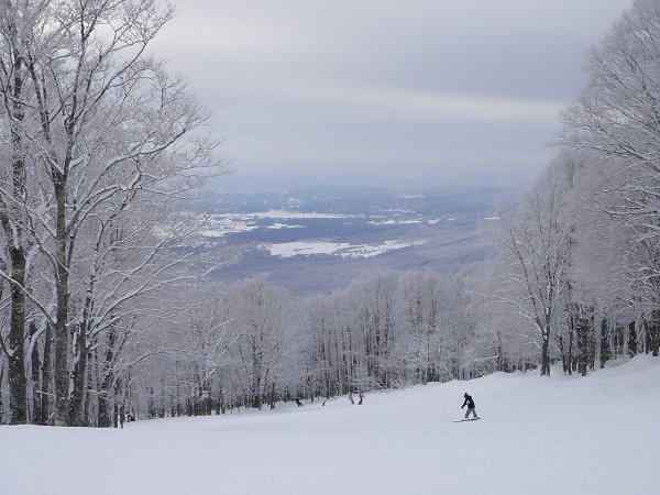 雪の林間　（妙高 池の平）_a0003166_2248407.jpg