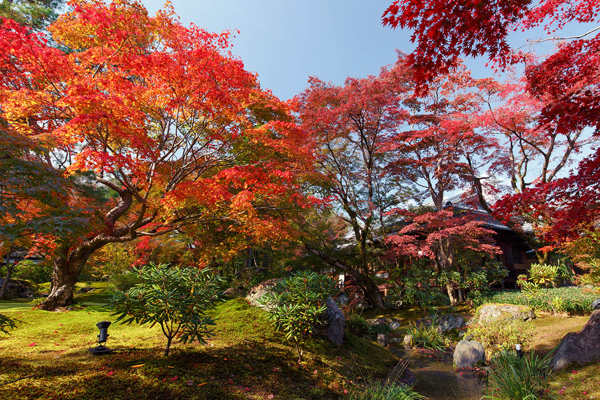 嵐山の紅葉_a0003166_22485318.jpg
