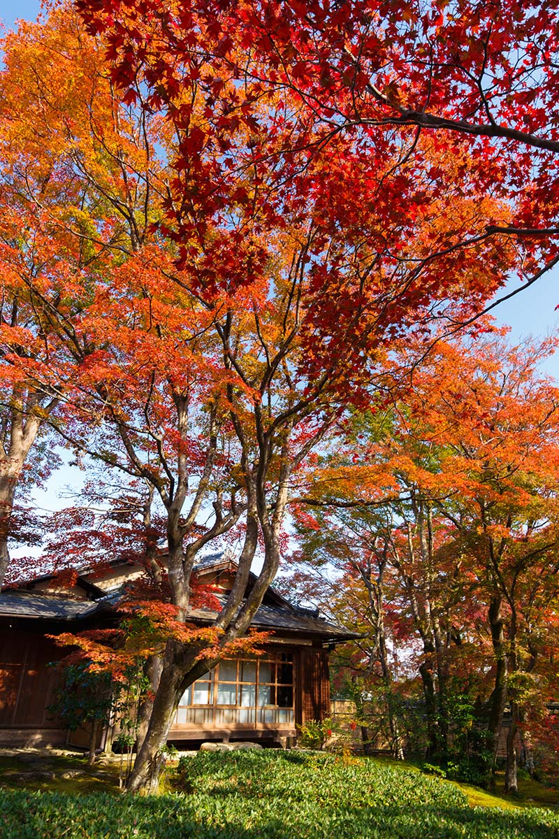 嵐山の紅葉_a0003166_22485951.jpg