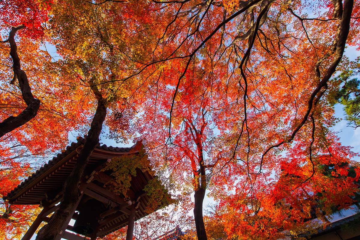 嵐山の紅葉_a0003166_22491243.jpg