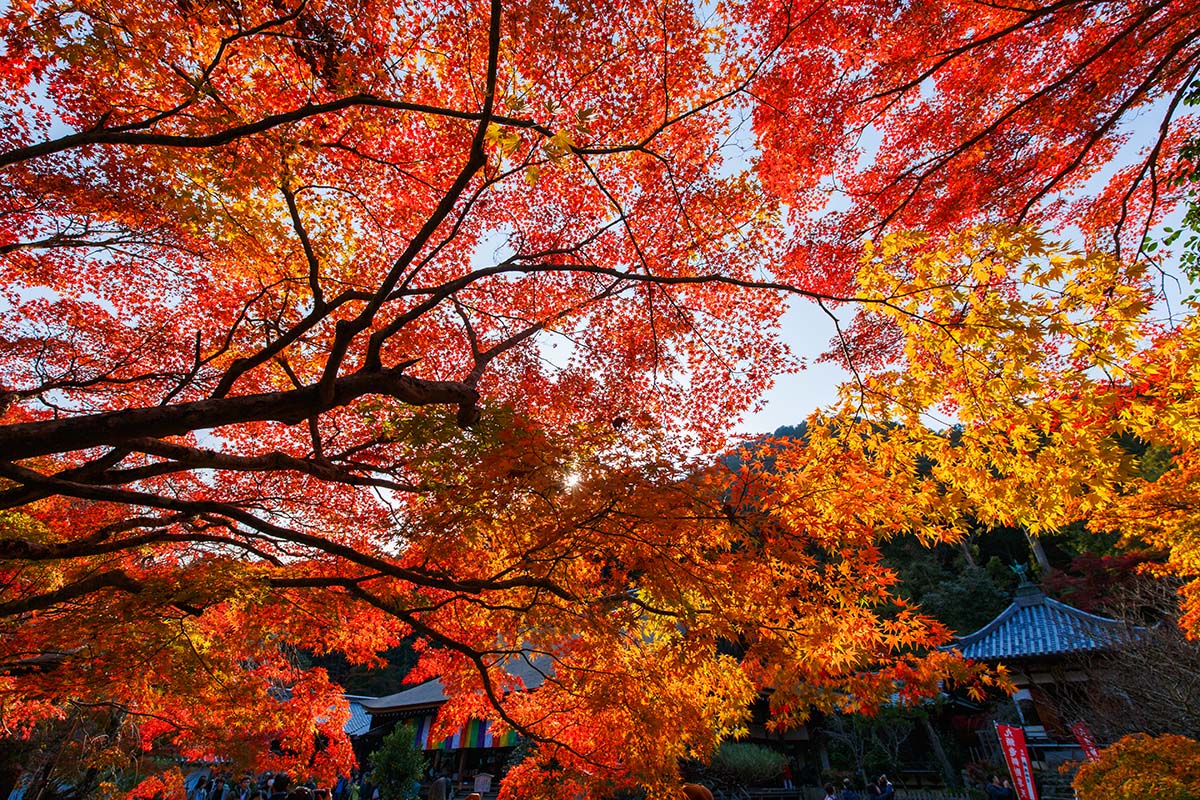 嵐山の紅葉_a0003166_22491574.jpg