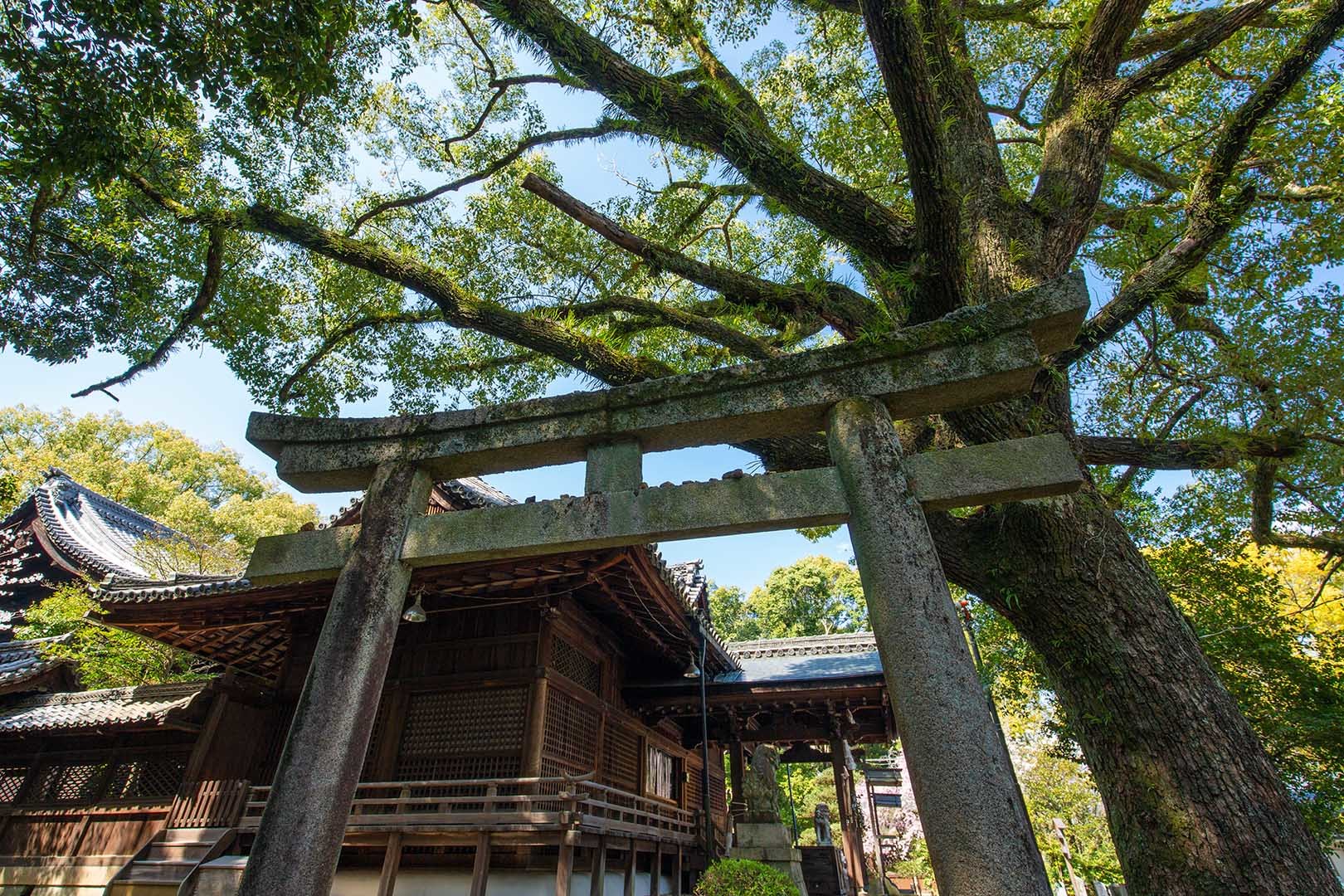 向日神社_a0003166_22495022.jpg