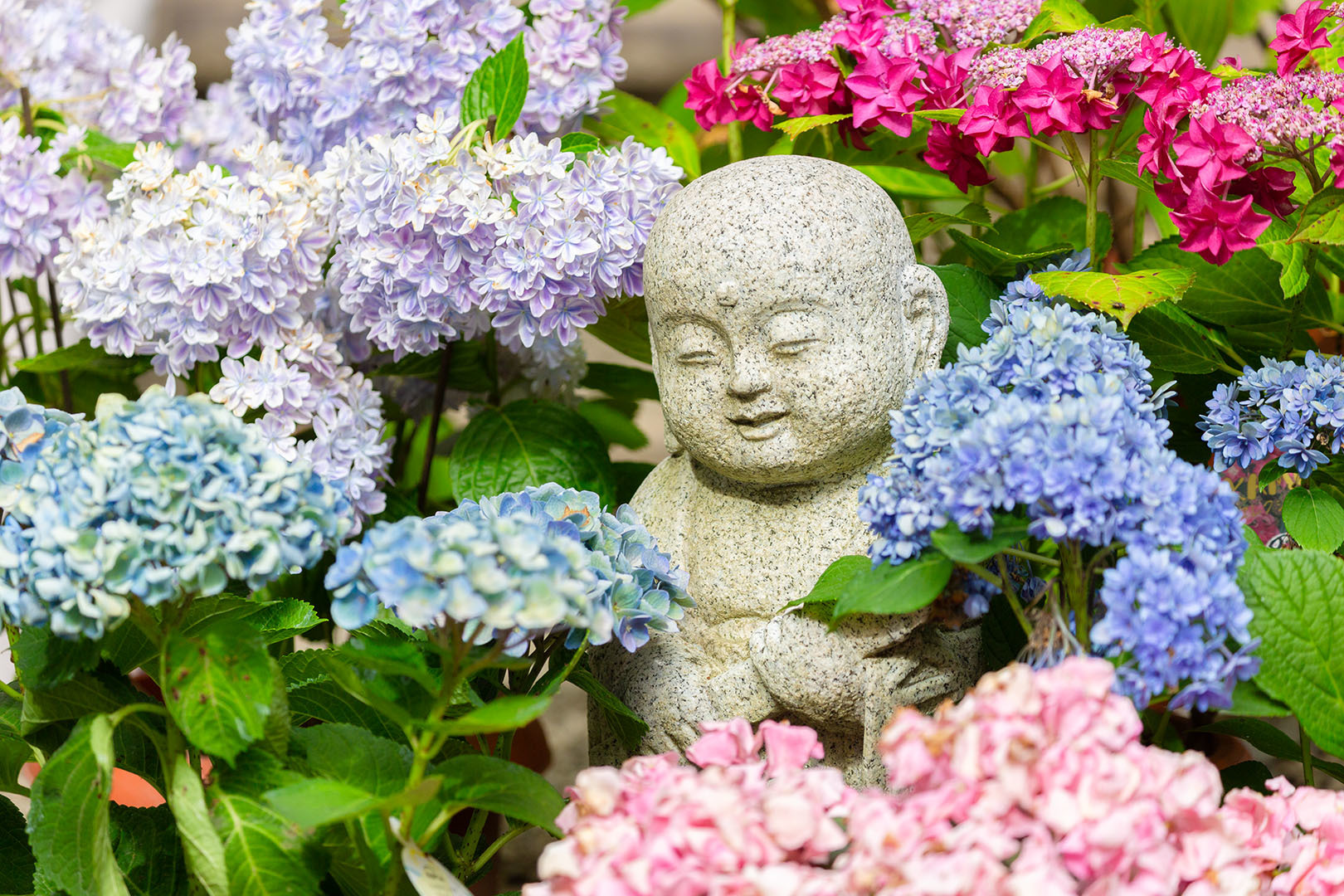 アジサイとお地蔵さん（岡寺）_a0003166_22502327.jpg