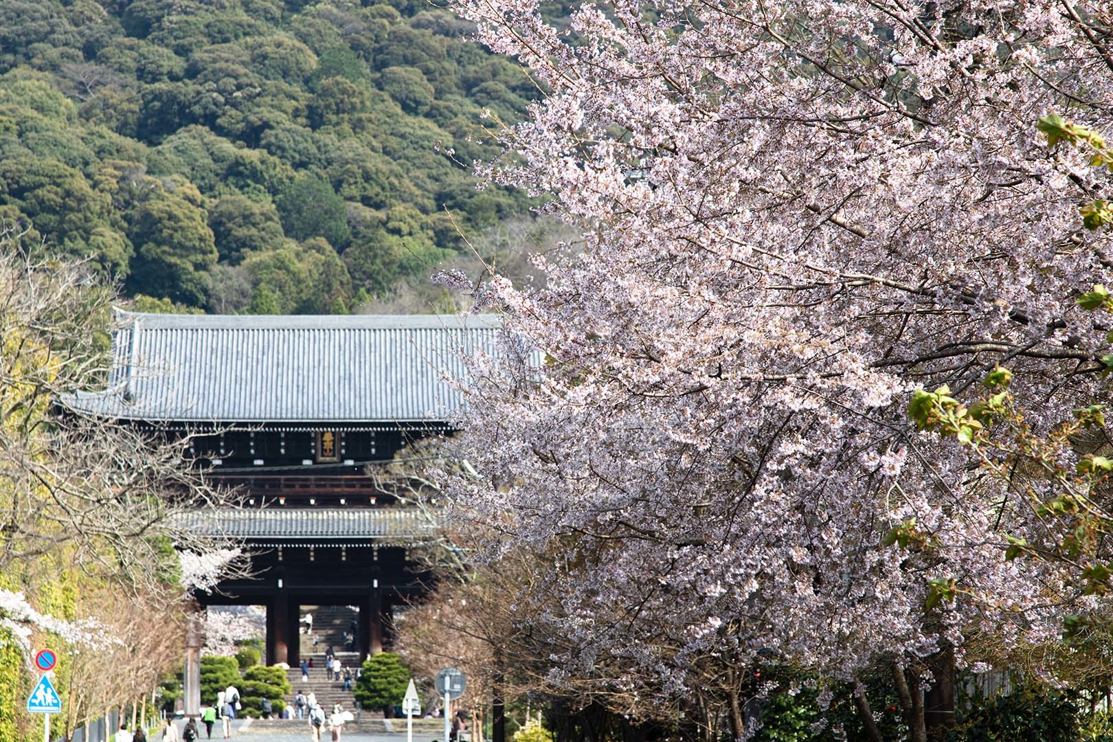 知恩院 桜_a0003166_22503847.jpg
