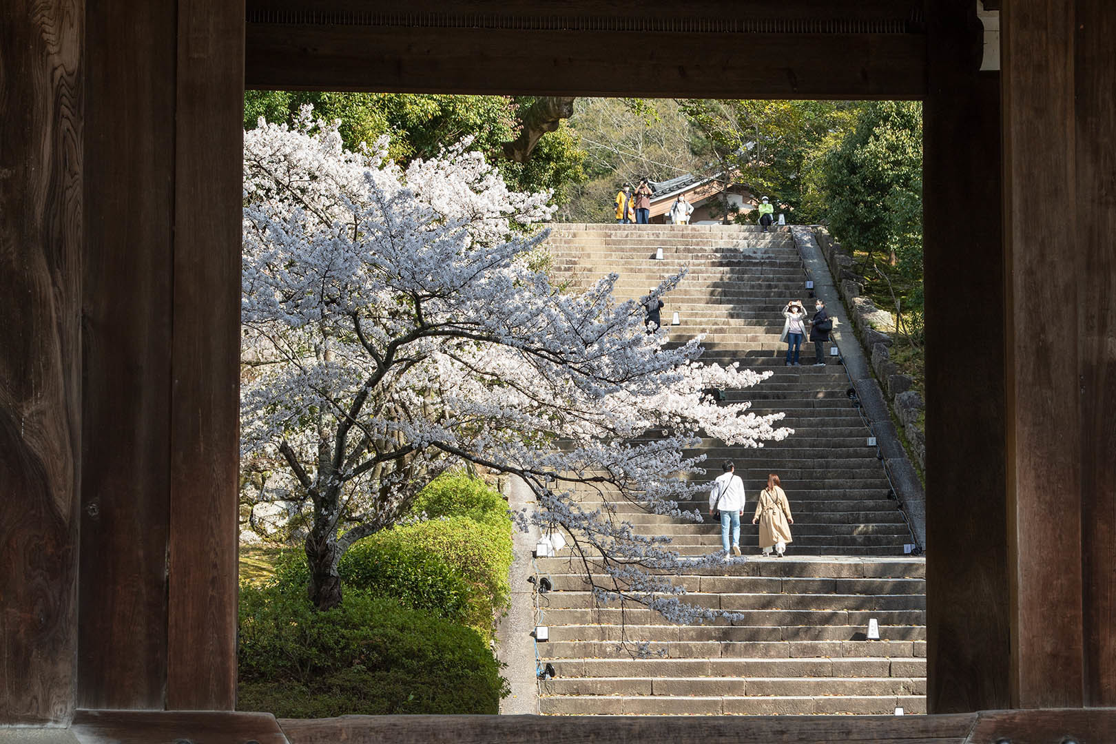 知恩院 桜_a0003166_22503901.jpg