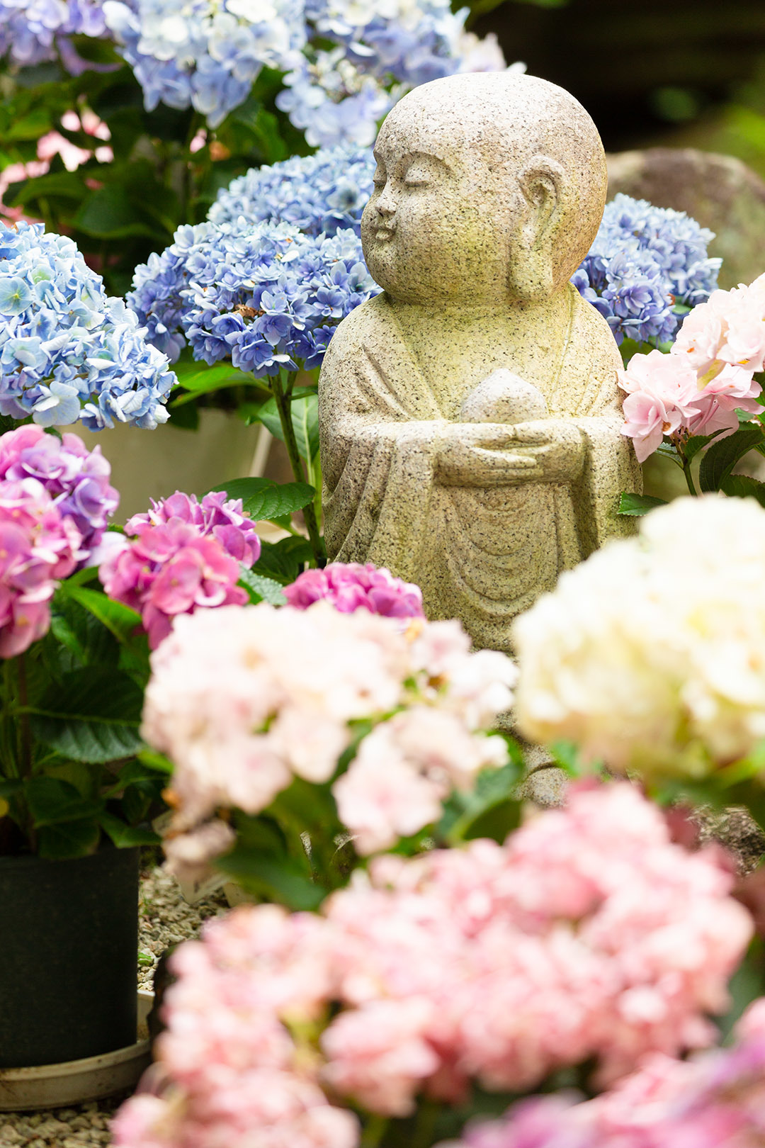 アジサイとお地蔵さん（岡寺）_a0003166_22504117.jpg