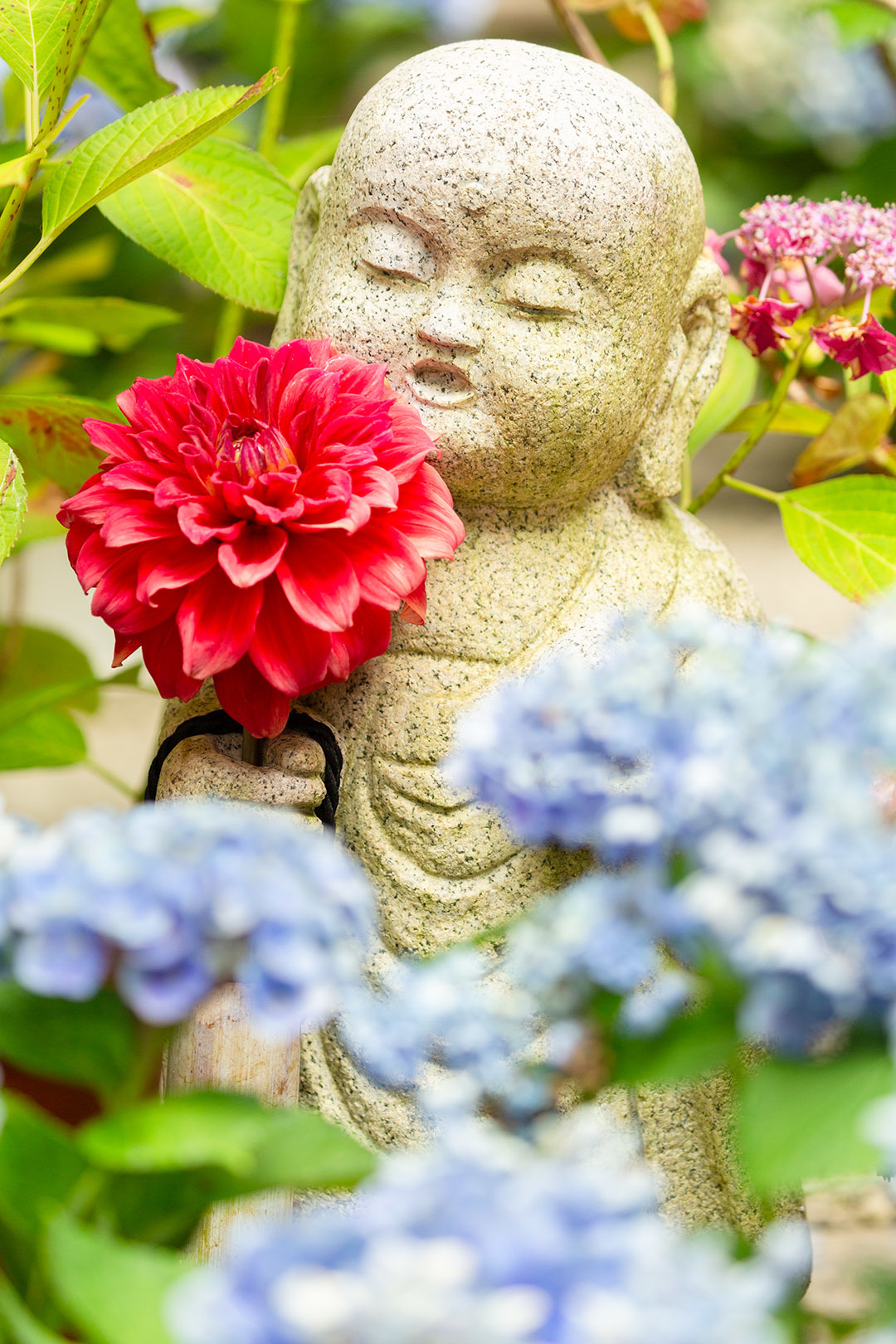 アジサイとお地蔵さん（岡寺）_a0003166_22504467.jpg